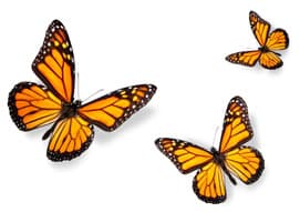 Butterflies Butterflies
